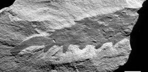 Mureropodia apae - fossil