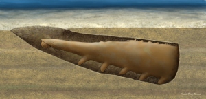 Mureropodia apae - life reconstruction