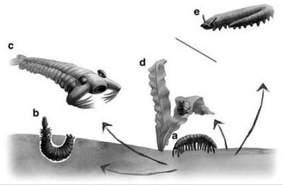 Panarthropod phylogeny according to Vintaned Gamez et al 2011