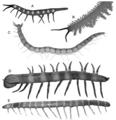 Computer generated reconstructions of the fossil onychophorans