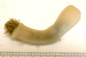 Priapulus caudatus