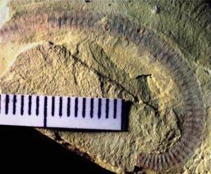 holotype of Tabelliscolex hexagonus from Han et al 2007