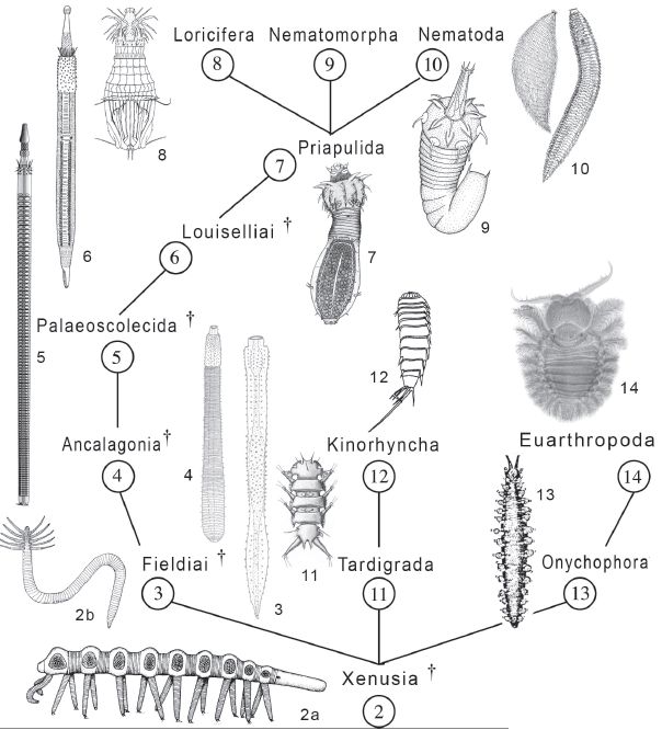 General phylogeny of the Ecdysozoa - Zhuravlev et al 2011 fig5