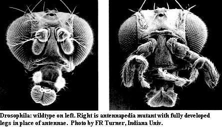 Palaeos Metazoa: Glossary A-B