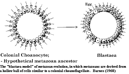 Blastea hypothesis from Barnes (1968)