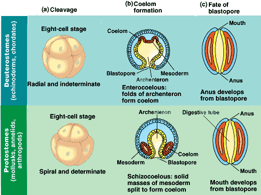 annelid blastopore