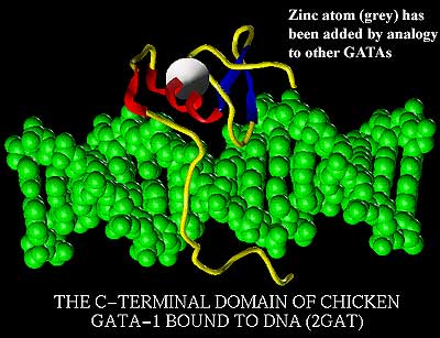 GATA DNA-binding domain.