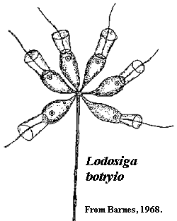 Lodosiga from Barnes (1968)