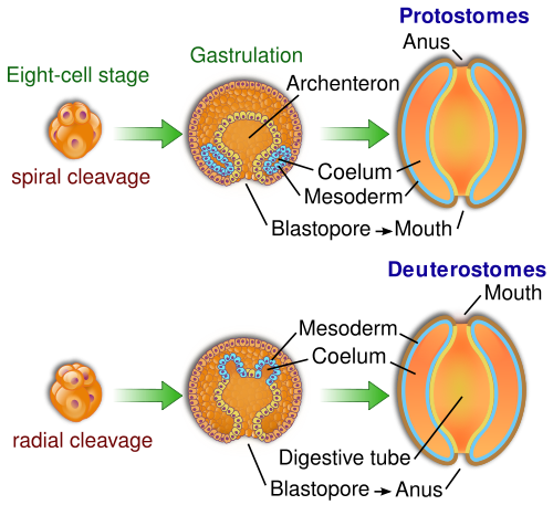 Protostomes and deuterostome development