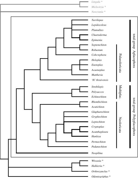 Aculifera phylogeny, according to Sigwart & Sutton 2007