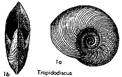 Tropidodiscus