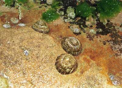 Cellana tramoserica, a limpet