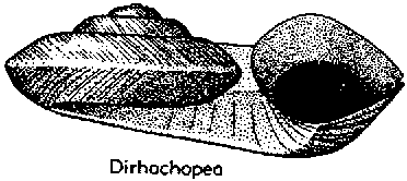 Dirhachopea