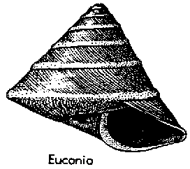 Euconia