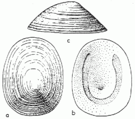 Lepetopsis