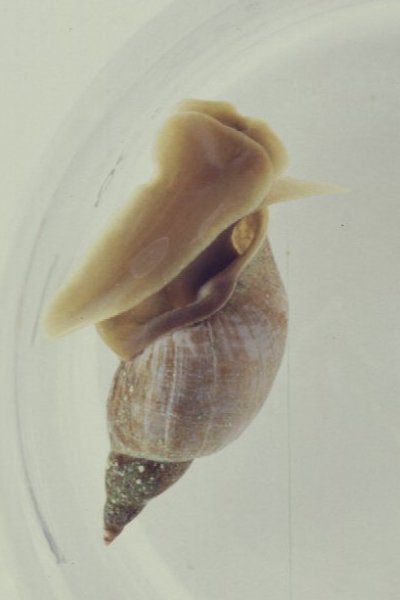 Lymnaea stagnalis