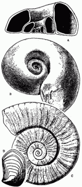 Maclurites magna