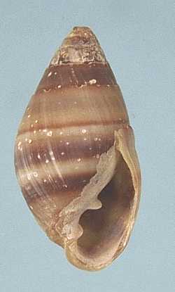 Ophicardelus ornata