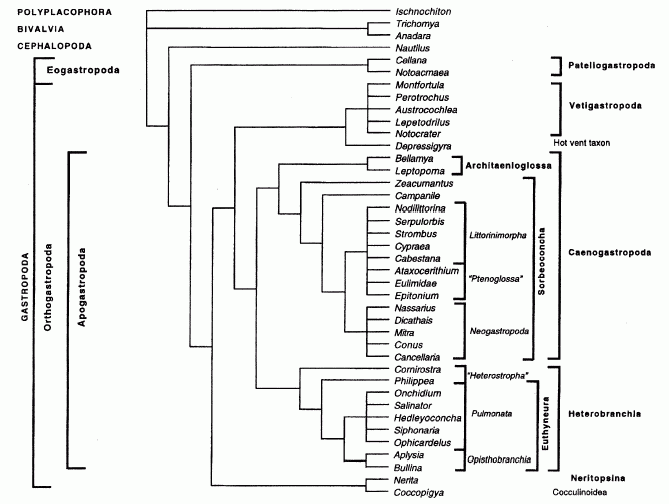 Gastropod cladogram, after Ponder and Lindberg 1997