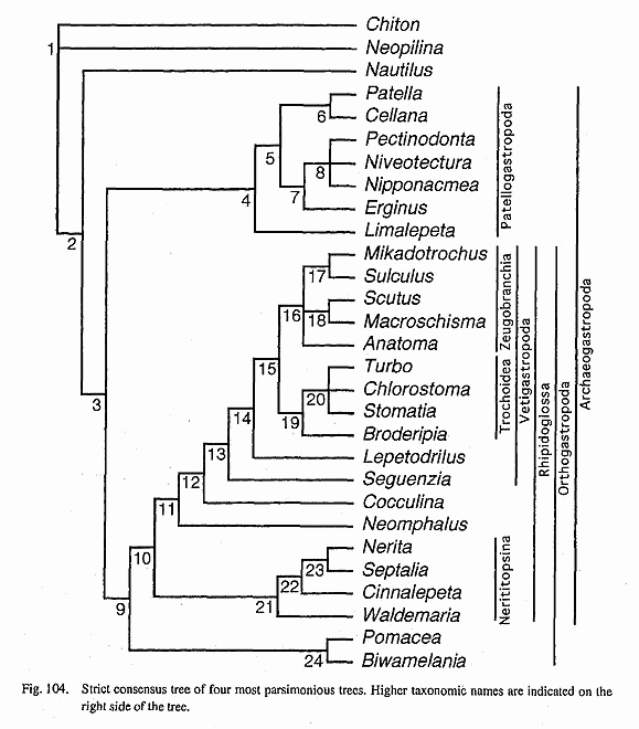 monophyletic cladogram