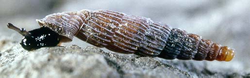 Agathylla biloba