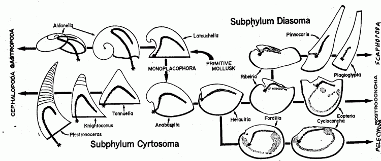 Molluscan evolution according to Runnegar & Pojeta 1974