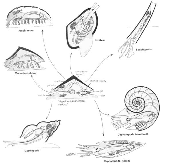 Main Mollusc Groups