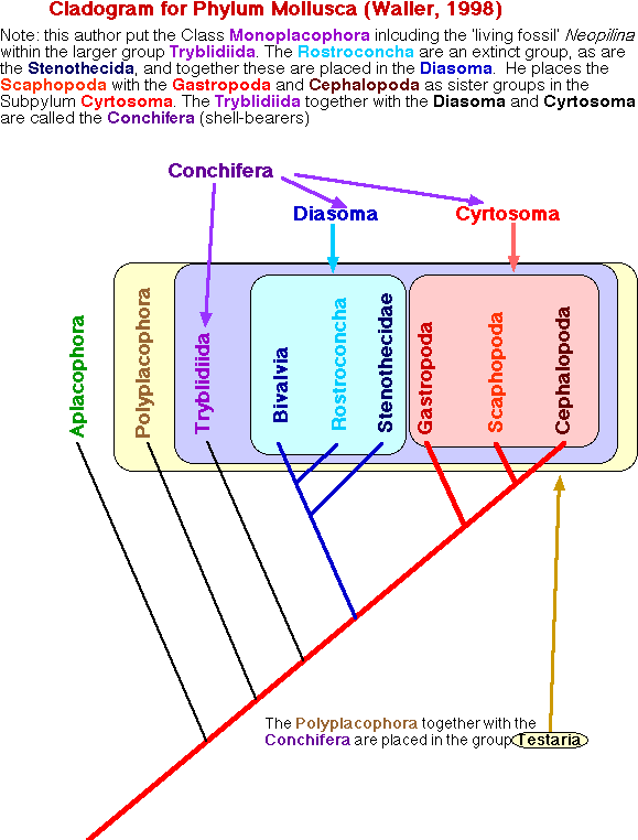 Molluscan phylogeny, after Waller 1998