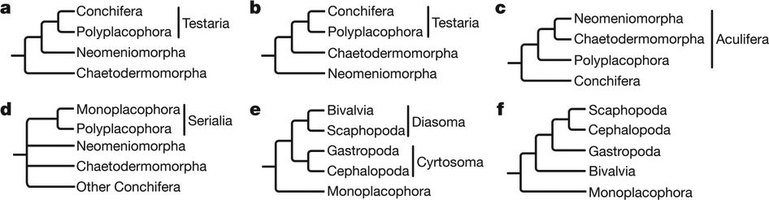 Leading hypotheses of molluscan phylogeny, from Kocot et al 2011