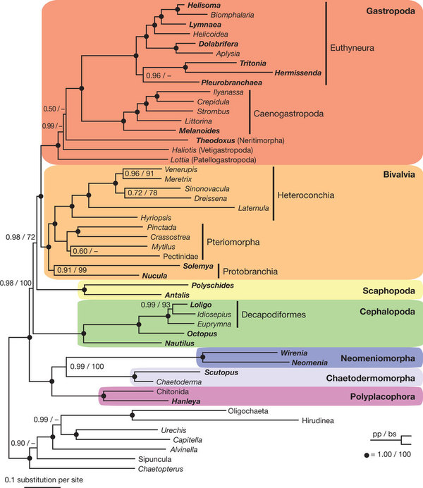 Molluscan phylogeny from Kocot et al 2011