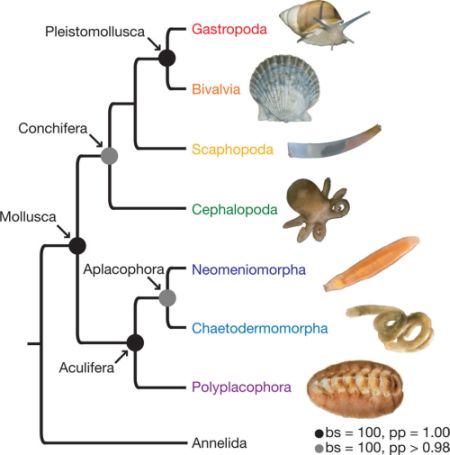 Simplified dendrogram of Molluscan phylogeny according to Kocot et al 2011