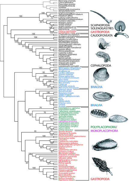 Molluscan phylogeny from Giribet et al 2006