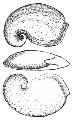 Pelagiella atlantoides