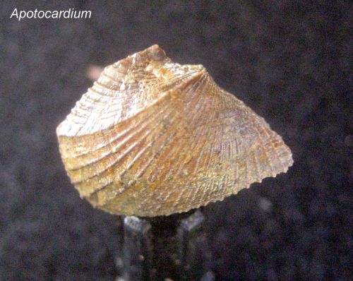 Apotocardium sp - Photo (c) Lance L. Hall, North Texas Fossils