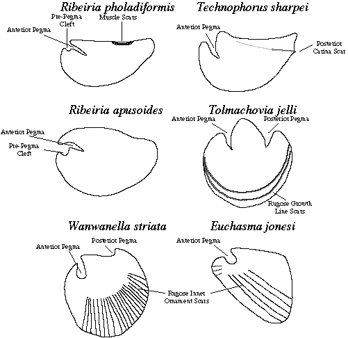 Ribeirioida representative species