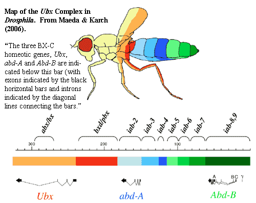 homeotic genes