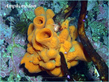 Porifera Pictures