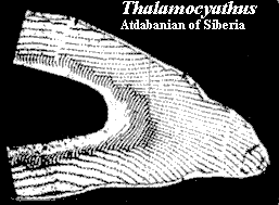 Thalamocyathus
