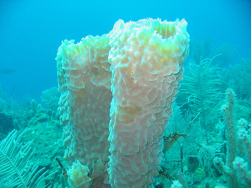 Tube Sponge, photo by Raunov