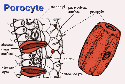 pinacocytes definition