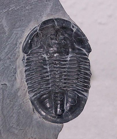 Asaphiscus wheeleri, a fossilised trilobite