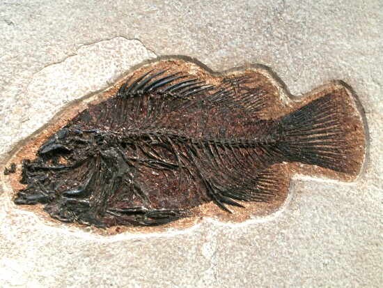 Priscacara liops, a fossilised fish