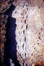 Laetoli hominid trackway.