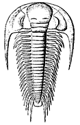 Paradoxides