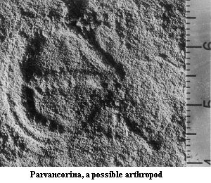 Parvancorina