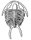 Tricrepicephalus