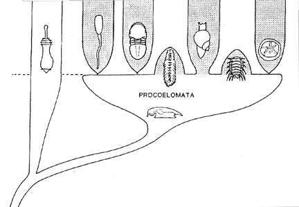 evolution of coelomate phyla