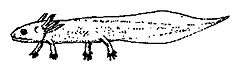Branchiosaurus salamandriodes