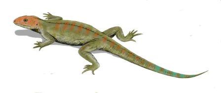 Hylonomus lyelli, an early reptile from the Late Carboniferous of Nova Scotia, Canada