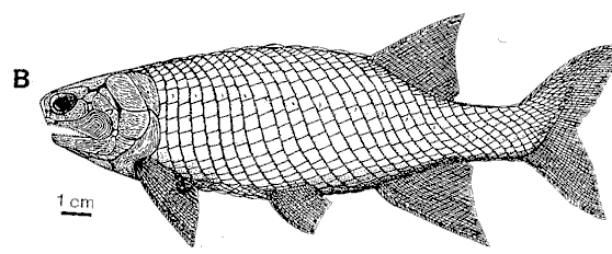 mississippian period animals